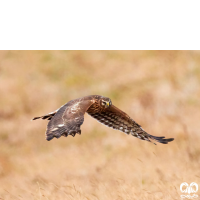 گونه سنقر خاکستری Hen Harrier